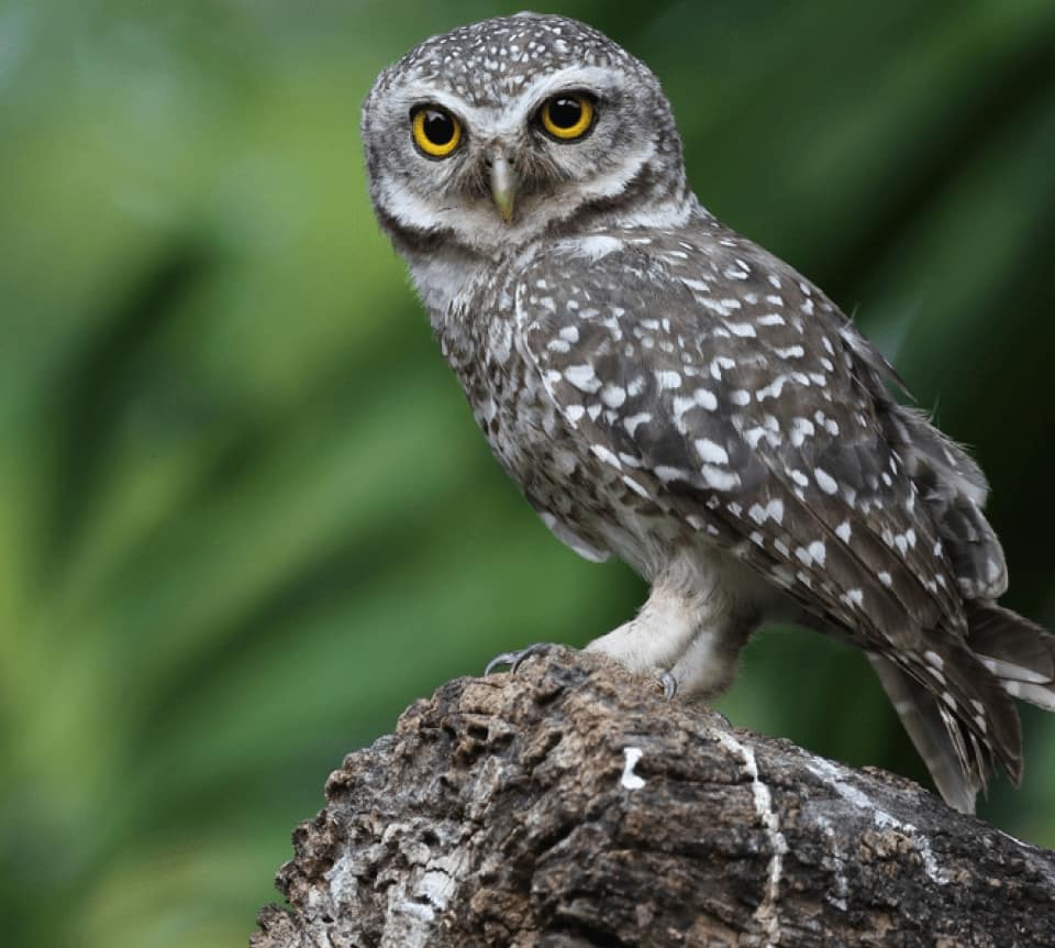 Visão da coruja para o teu futuro