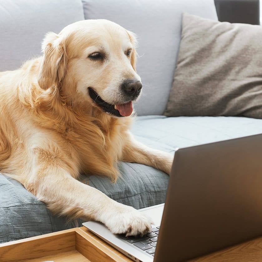 Resolução de dúvidas