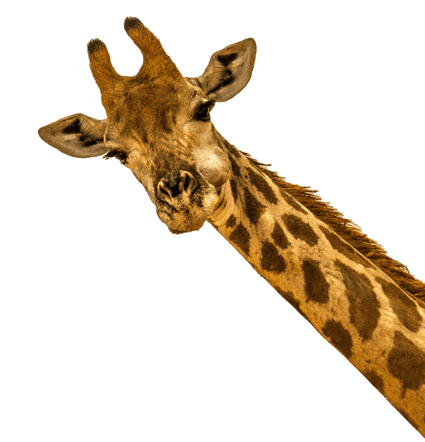 nubika_pt_imagen_opiniones_jirafa