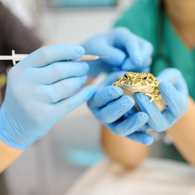 Recurso por qué Nubika