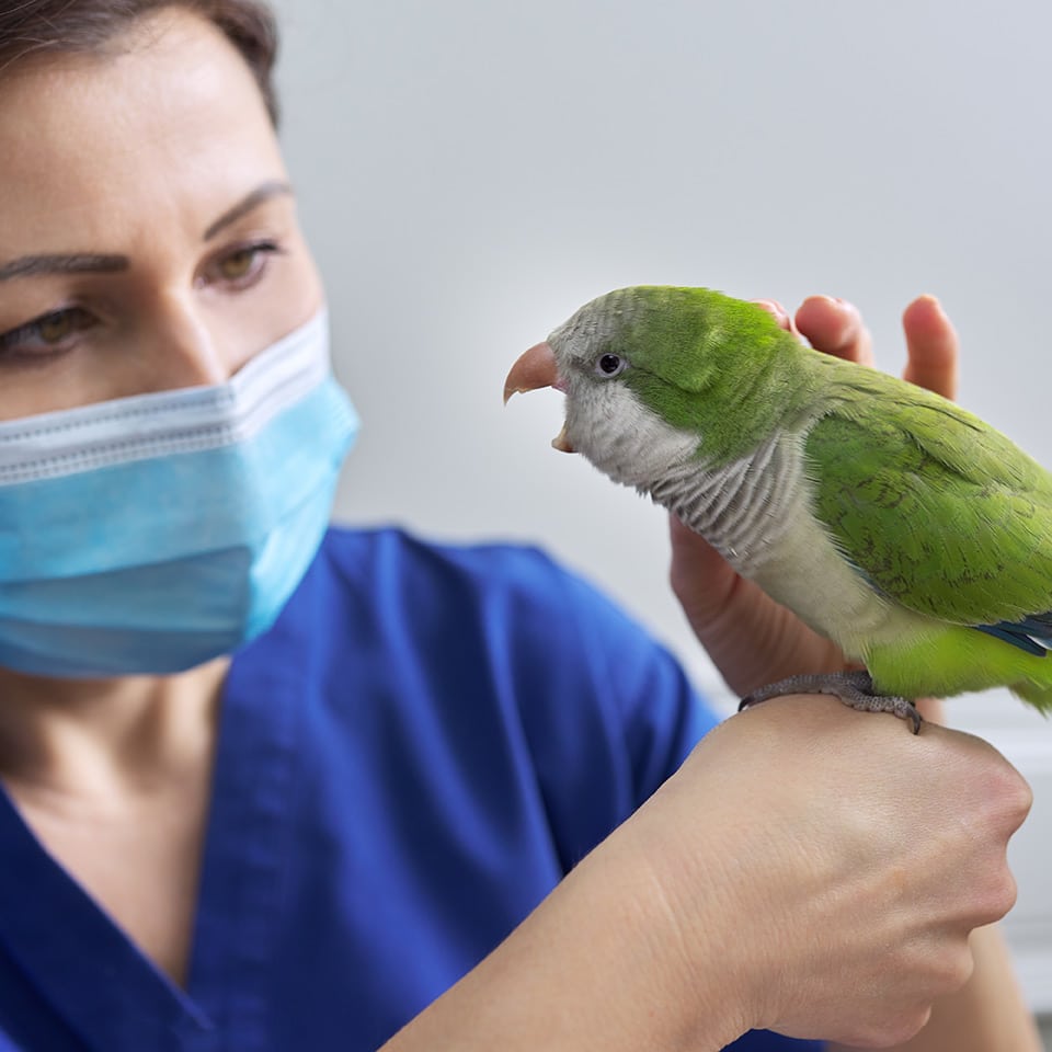 Recurso adicional por qué Nubika