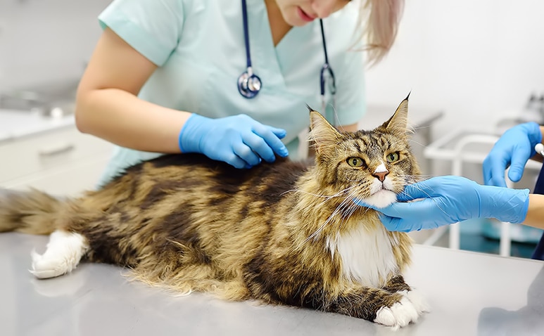 Recurso adicional por qué Nubika