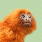 Auxiliar-veterinario-y-cuidador-animales-de-zoologico