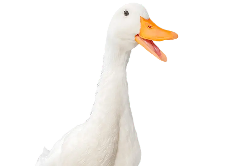 Com a Nubika, o sucesso está garantido!