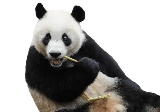 Onde a formação e ‘animal love’ se unem