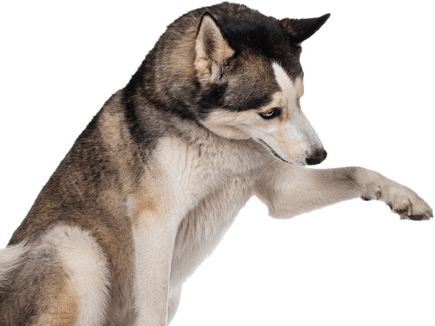 curso-adiestramiento-canino-dato