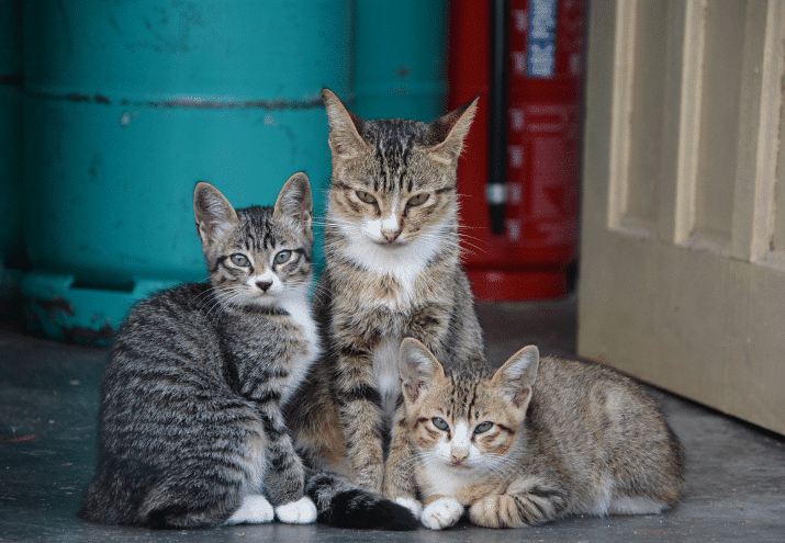 Imagen cabecera post