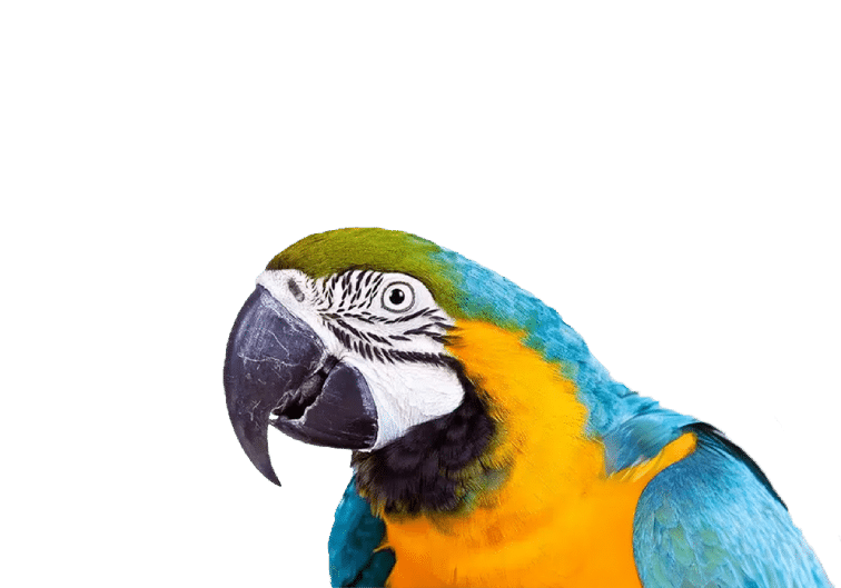 Opiniões sobre a Nubika e as nossas formações