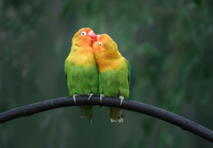 Agapórnis - blog Nubika