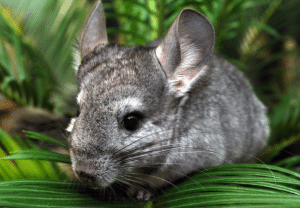 Chinchila - Blog Nubika