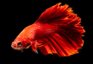 Peixe Betta - blog Nubika