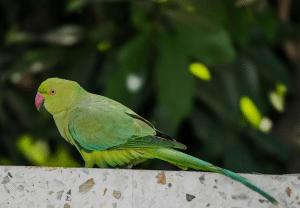 Periquito-de-colar - Nubika