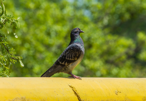 Pombo-bravo - Nubika