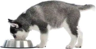 NUBIKA_Curso_Nutricao_Animal_DADO