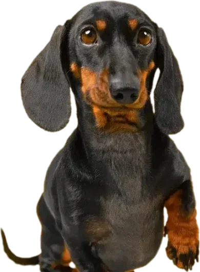 curso-auxiliar-fisioterapia-animal-dato