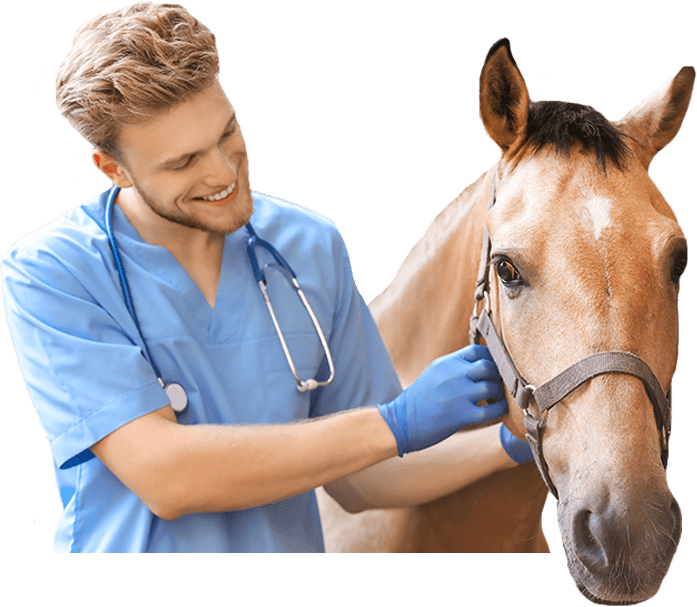 Auxiliar de Veterinária de Equinos